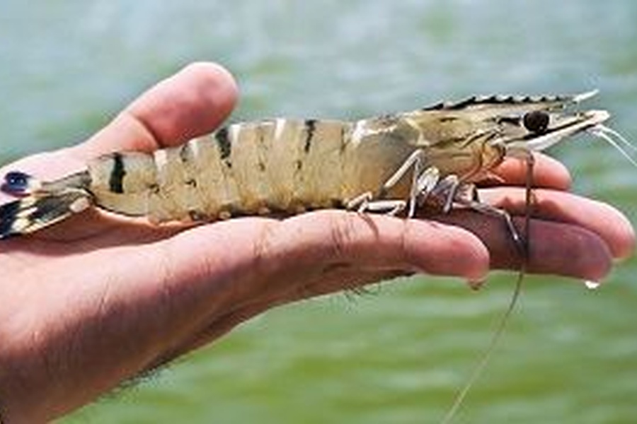 Vietnam shrimp exports 2017